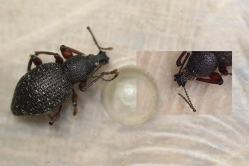 Otiorhynchus auropunctatus